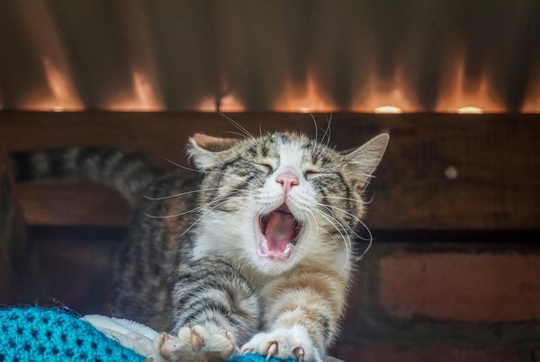 Chiens et chats : mythes et réalités sur leur comportement