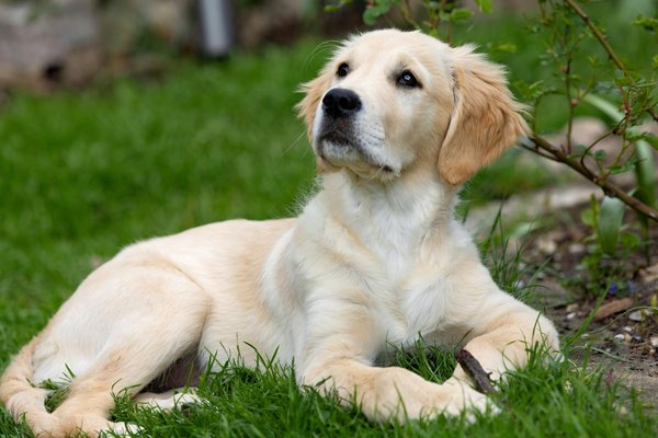 L'impact positif des chats sur la santé mentale