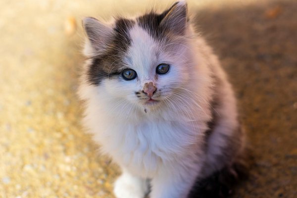 L'alimentation féline et l'obésité: comprendre les liens