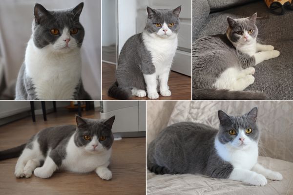 Le British Shorthair : tout savoir sur ce chat au caractère paisible