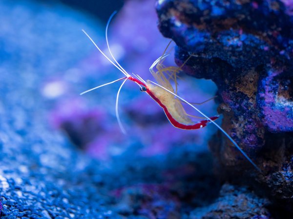 Sols techniques : le choix idéal pour vos crevettes en aquarium